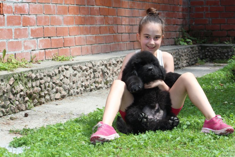 Фото: ньюфаундленд Super Premium Elesey (Супер Премиум Елесей),  