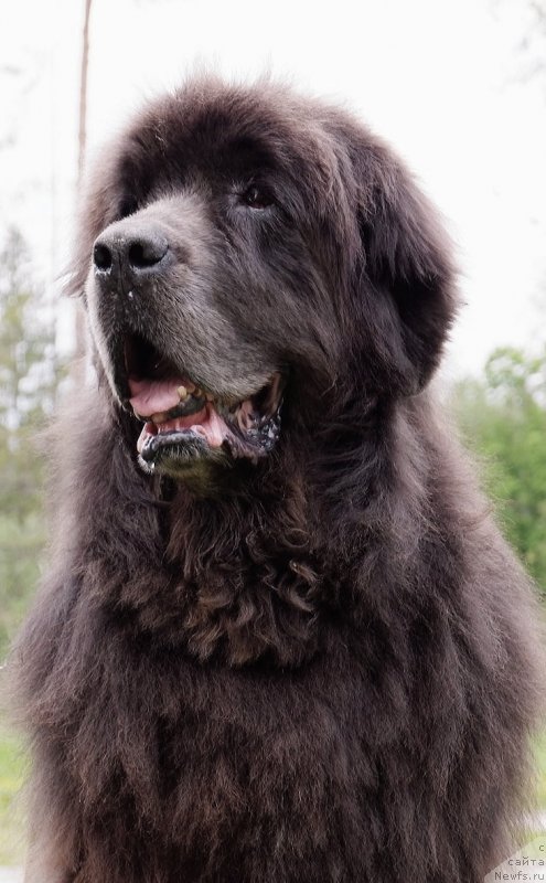 Фотография № 247216