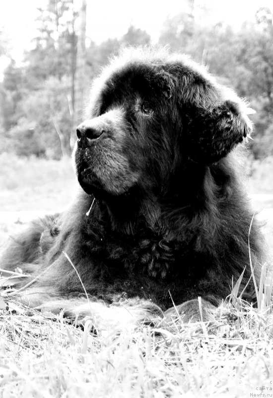 Фотография № 247219