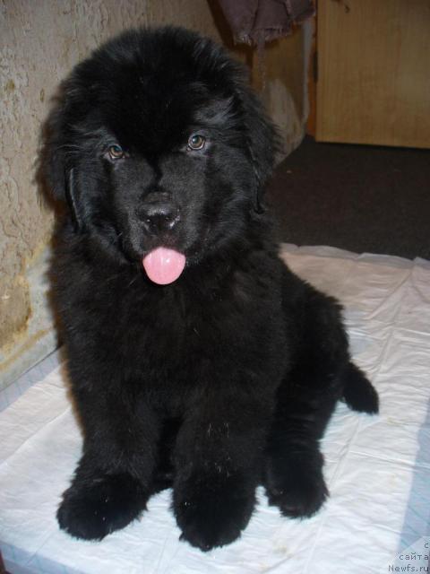 Фото: ньюфаундленд Starlit Lake's Iikka