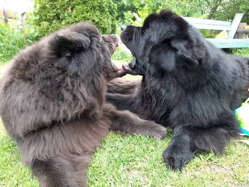 Фотография № 247247