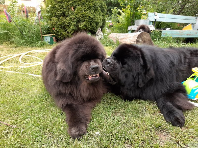 Фотография № 247250