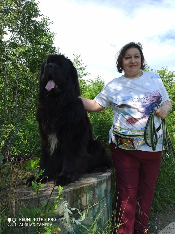 Фото: ньюфаундленд Daanich Veselyiy Rodjer (Даанич Веселый Роджер), Liliana Rahmatova (Лилиана Рахматова)