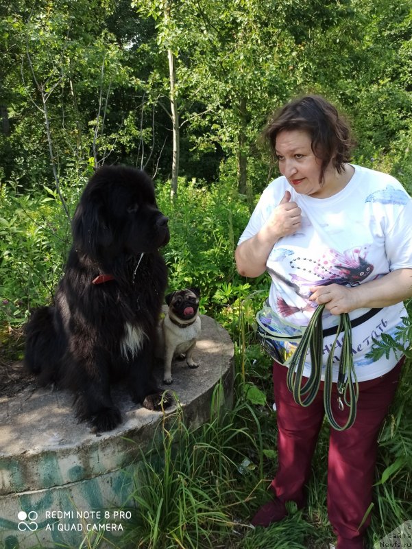 Фото: ньюфаундленд Daanich Veselyiy Rodjer (Даанич Веселый Роджер), Liliana Rahmatova (Лилиана Рахматова)
