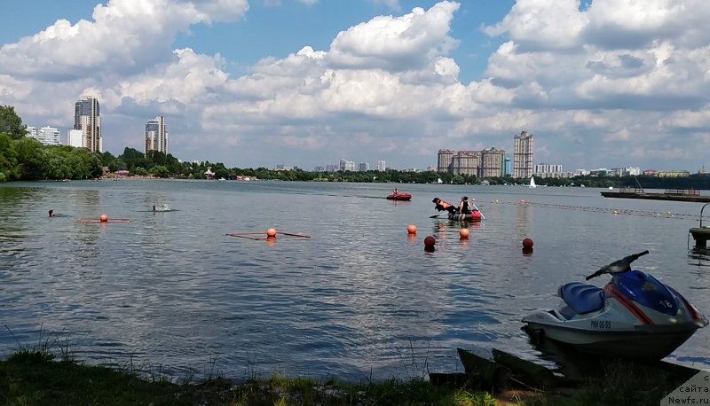 Фото: ньюфаундленд Chernyj Chank s Berega Dona (Черный Чанк с Берега Дона)