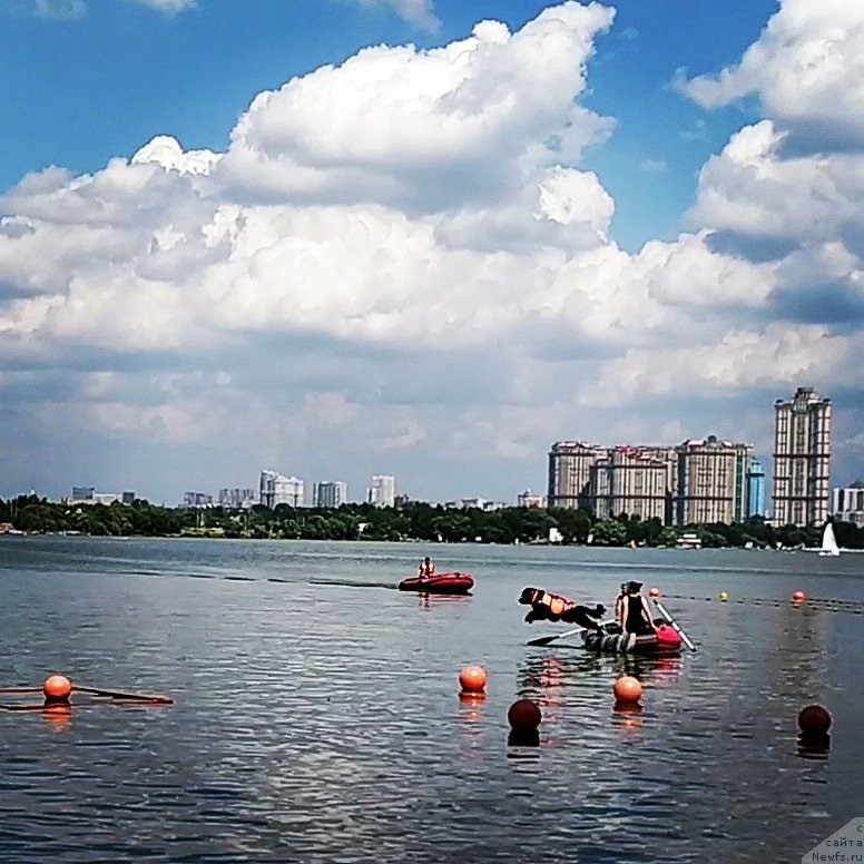 Фото: ньюфаундленд Chernyj Chank s Berega Dona (Черный Чанк с Берега Дона)