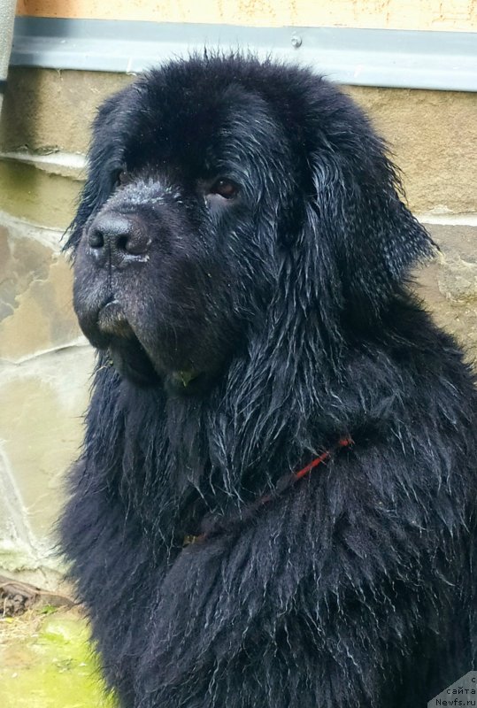 Фото: ньюфаундленд Chernyj Chank s Berega Dona (Черный Чанк с Берега Дона)