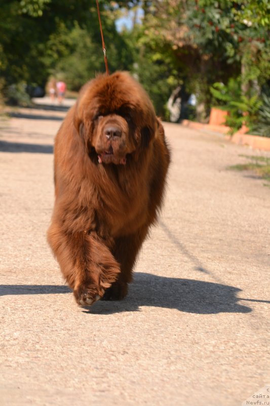 Фото: ньюфаундленд Gavryusha s CHernomorskogo Berega (Гаврюша с Черноморского Берега)