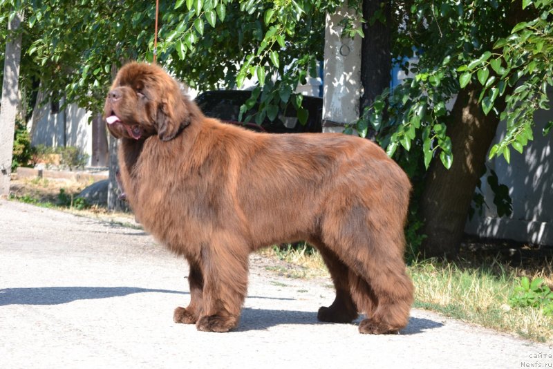 Фото: ньюфаундленд Gavryusha s CHernomorskogo Berega (Гаврюша с Черноморского Берега)