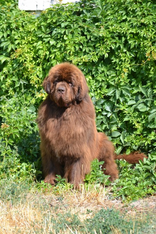 Фото: ньюфаундленд Gavryusha s CHernomorskogo Berega (Гаврюша с Черноморского Берега)