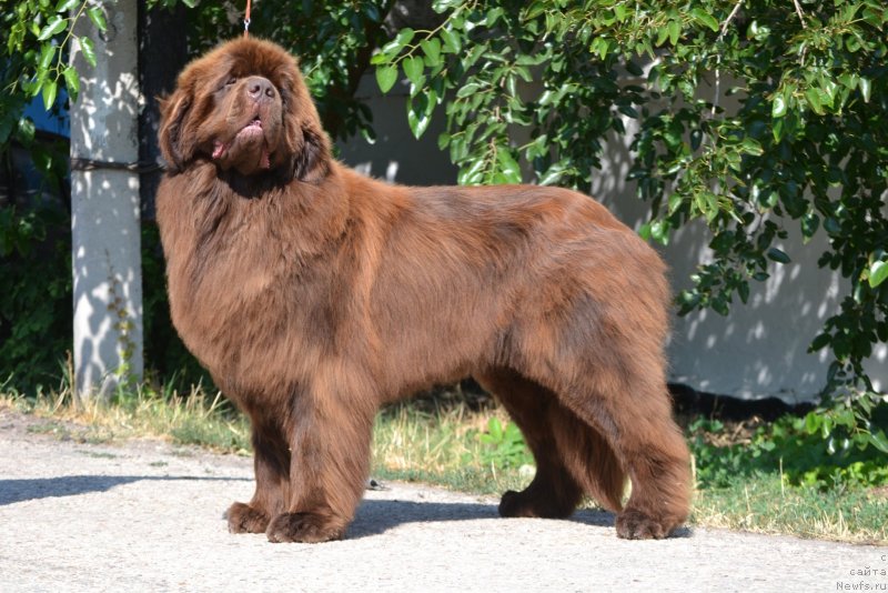 Фото: ньюфаундленд Gavryusha s CHernomorskogo Berega (Гаврюша с Черноморского Берега)