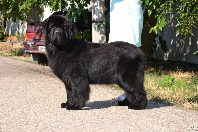 Фото: ньюфаундленд Hava s Berega Dona (Хава с Берега Дона)