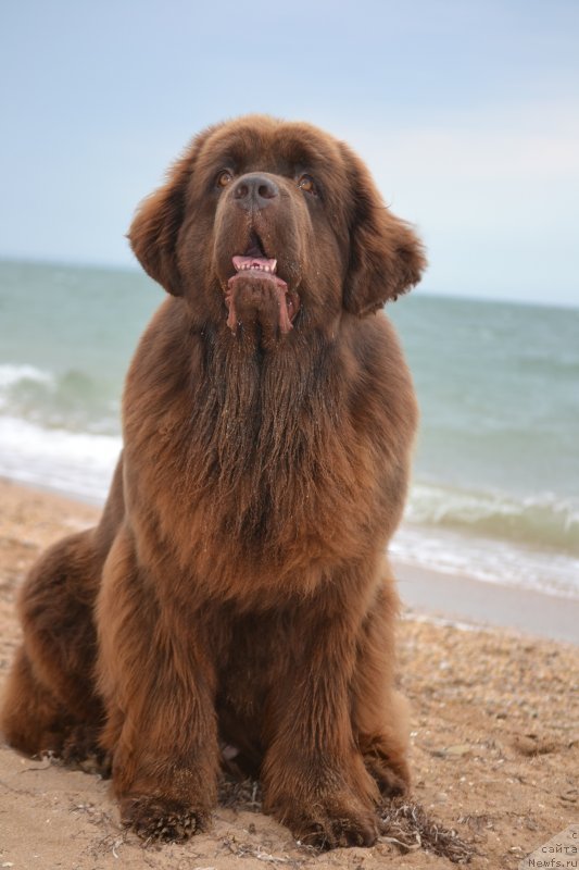 Фото: ньюфаундленд Hanni dlya Vyatskikh Medvedey (Ханни для Вятских Медведей)