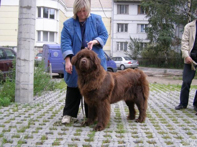 Фото: Natal'ya Malinina (Наталья Малинина), ньюфаундленд Smigar Rishel Lady Fortuna (Смигар Ришель Леди Фортуна)