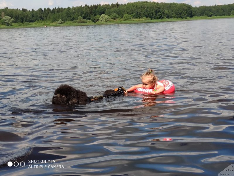 Фото: ньюфаундленд Melty Wave Marine Tifeya (Мелти Вейв Марин Тифея)