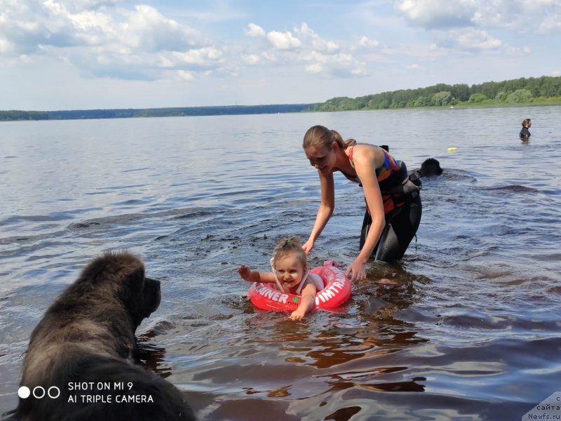 Фото: ньюфаундленд Dyurbahler Klab Al'faretta Vin'etta (Дюрбахлер Клаб Альфаретта Виньетта), Anastasiya Kireeva (Анастасия Киреева)