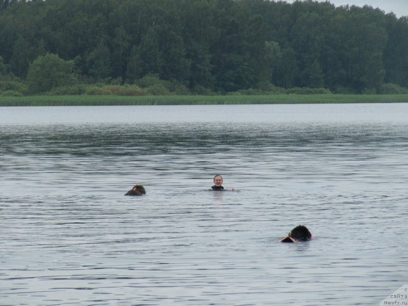 Фото: ньюфаундленд Dyurbahler Klab Al'faretta Vin'etta (Дюрбахлер Клаб Альфаретта Виньетта), ньюфаундленд Richchi s Berega Dona (Риччи с Берега Дона), Anastasiya Kireeva (Анастасия Киреева)