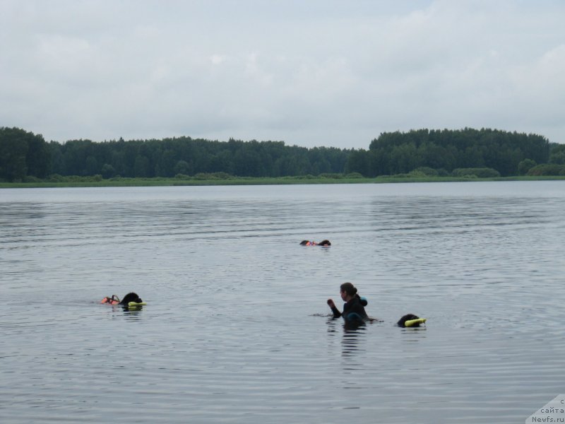 Фото: ньюфаундленд Richchi s Berega Dona (Риччи с Берега Дона), ньюфаундленд Melty Wave Marine Tifeya (Мелти Вейв Марин Тифея), ньюфаундленд Dyurbahler Klab Al'faretta Vin'etta (Дюрбахлер Клаб Альфаретта Виньетта), Anna Petrushkina (Анна Петрушкина)