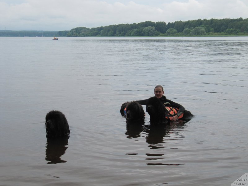 Фото: ньюфаундленд Melty Wave Marine Tifeya (Мелти Вейв Марин Тифея), ньюфаундленд Dyurbahler Klab Al'faretta Vin'etta (Дюрбахлер Клаб Альфаретта Виньетта), ньюфаундленд Richchi s Berega Dona (Риччи с Берега Дона), Anastasiya Kireeva (Анастасия Киреева)