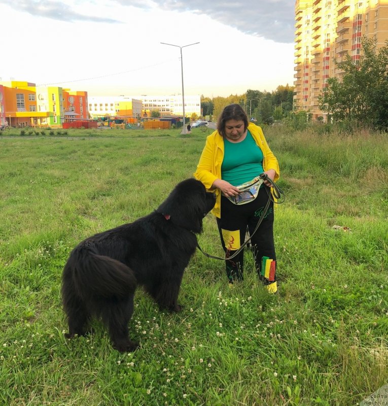 Фото: ньюфаундленд Daanich Veselyiy Rodjer (Даанич Веселый Роджер), Liliana Rahmatova (Лилиана Рахматова)