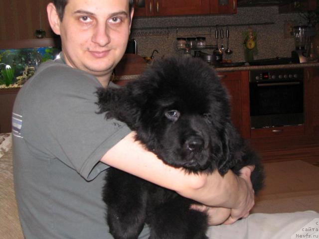 Фото: ньюфаундленд Sent Djons Rollex (Сент Джонс Роллекс), з мес. с папой..