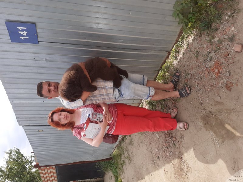 Фото: ньюфаундленд Cherniy Balu Pavla Gremmi (Ченый Балу Павла Грэмми)