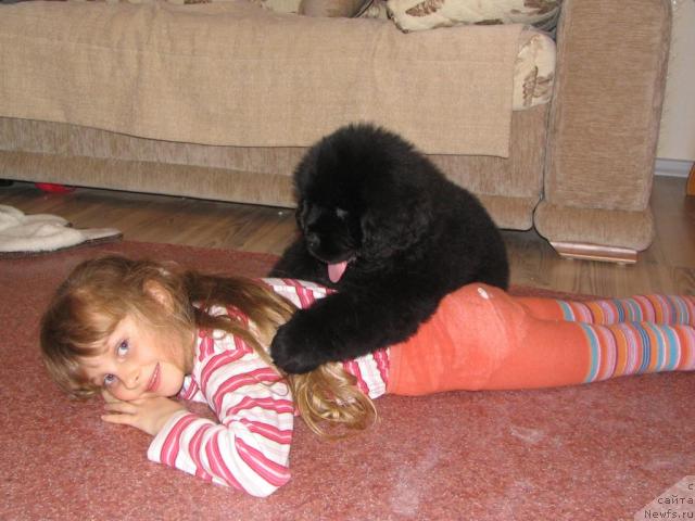 Фото: ньюфаундленд Sent Djons Rollex (Сент Джонс Роллекс), 2 мес с дочей