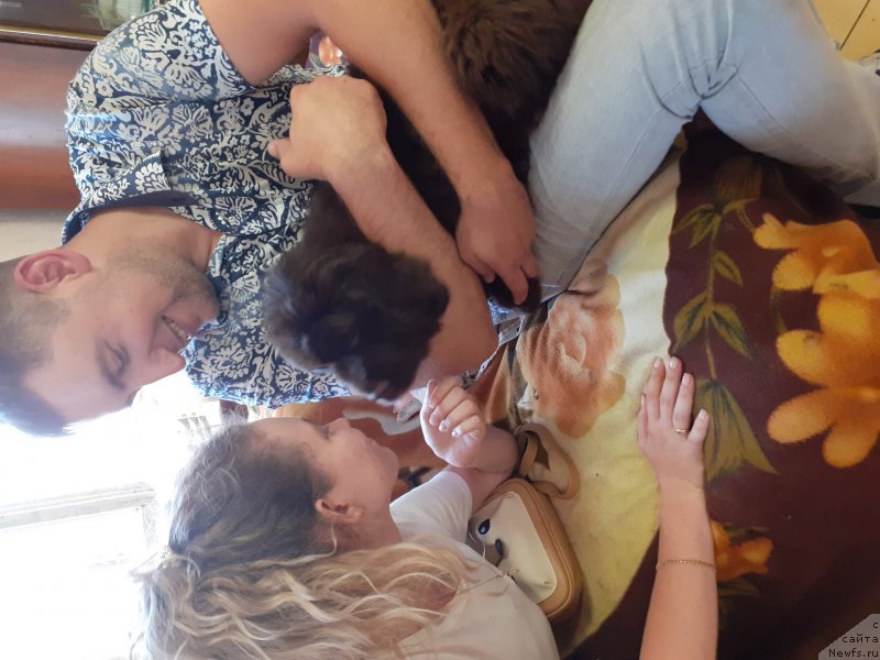 Фото: ньюфаундленд Cherniy Balu Prado Giovanna (Черный Балу Прадо Джованно)