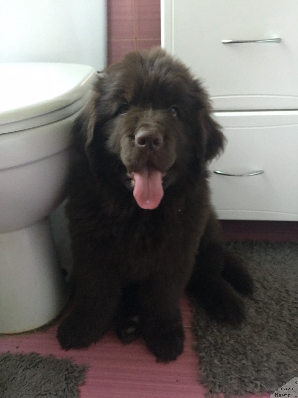Фото: ньюфаундленд Cherniy Balu Paula Braun (Черный Балу Паула Браун)
