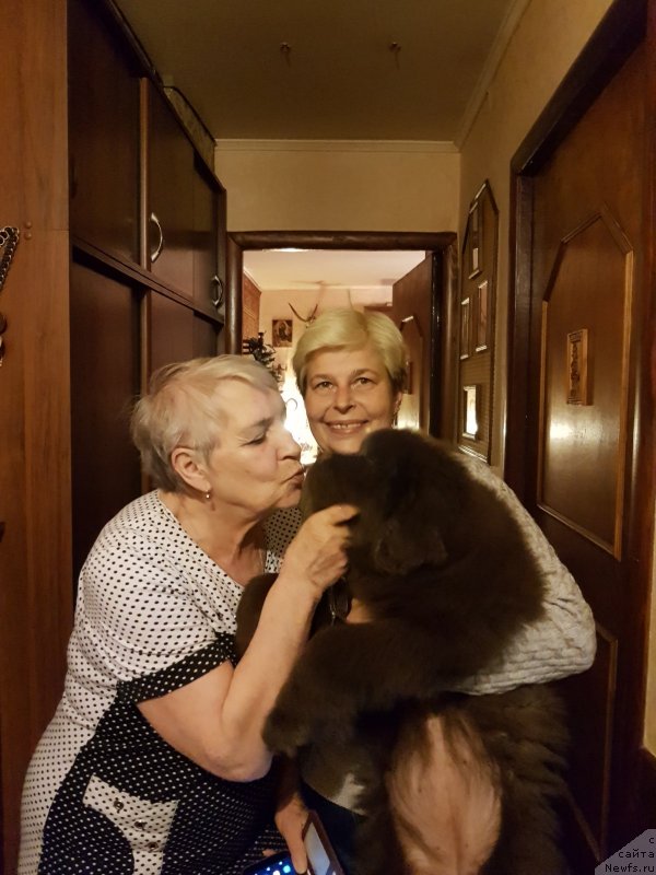 Фото: ньюфаундленд Cherniy Balu Polliana Mokko (Черный Балу Поллиана Мокко)