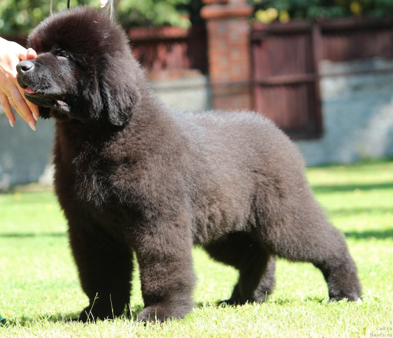 Фото: ньюфаундленд Super Premium Egipet (Супер Премиум Египет)