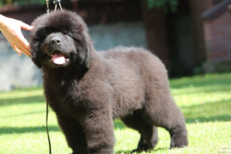 Фото: ньюфаундленд Super Premium Egipet (Супер Премиум Египет)