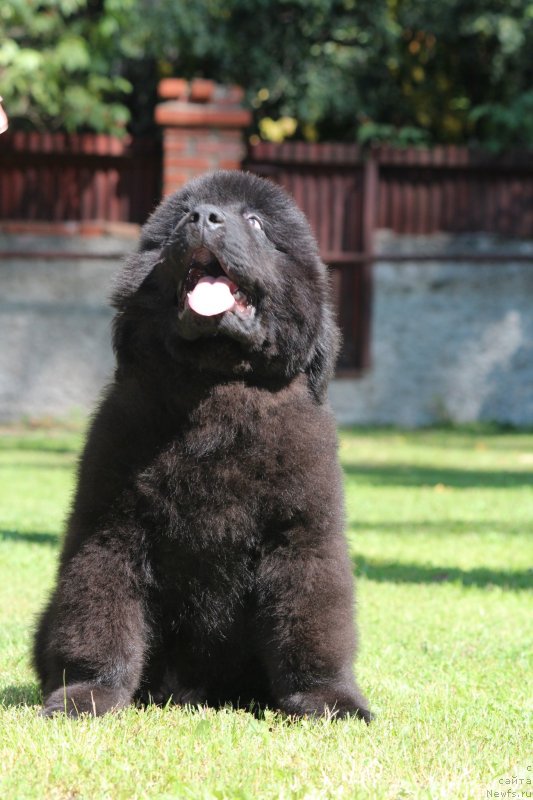 Фото: ньюфаундленд Super Premium Egipet (Супер Премиум Египет)