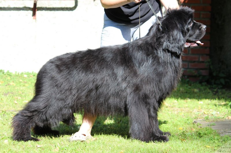 Фото: ньюфаундленд Super Premium Shadow of a Shade (Супер Премиум Шадо оф э Шаде)