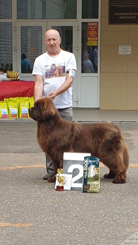 Фото: ньюфаундленд Hanni dlya Vyatskikh Medvedey (Ханни для Вятских Медведей)