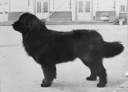 Фото: ньюфаундленд CHel CHim Irbis (Чел Чим Ирбис)
