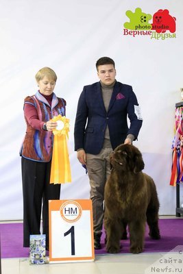 Фото: ньюфаундленд Darkflight Pelageya (Даркфлайт Пелагея)