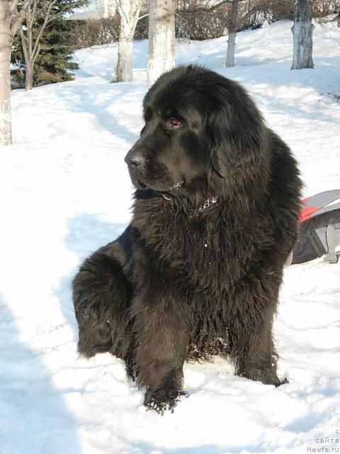 Фото: ньюфаундленд Lesnaya Skazka Raskrasavica (Лесная Сказка Раскрасавица)