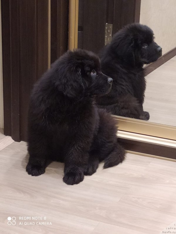 Фото: ньюфаундленд Super Premium Elizar (Супер Премиум Елизар),  