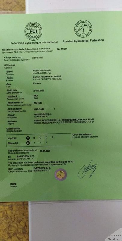 Фото: ньюфаундленд Super Premium Elegans (Супер Премиум Элеганс)