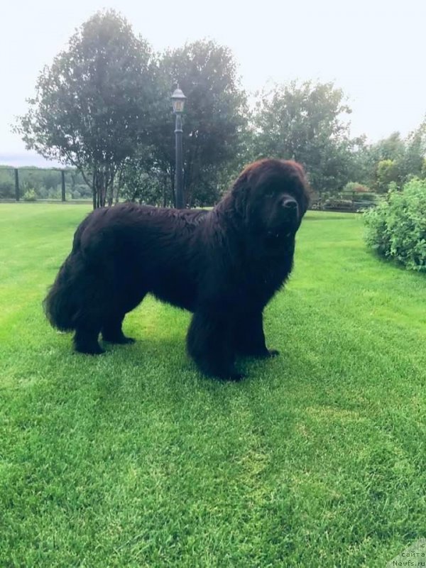 Фото: ньюфаундленд Allegro Winner Forward (Аллегро Виннер Форвард)