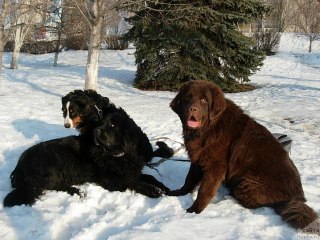 Фото: ньюфаундленд Lesnaya Skazka Raskrasavica (Лесная Сказка Раскрасавица), ньюфаундленд Konfuciy (Конфуций), Кьяра