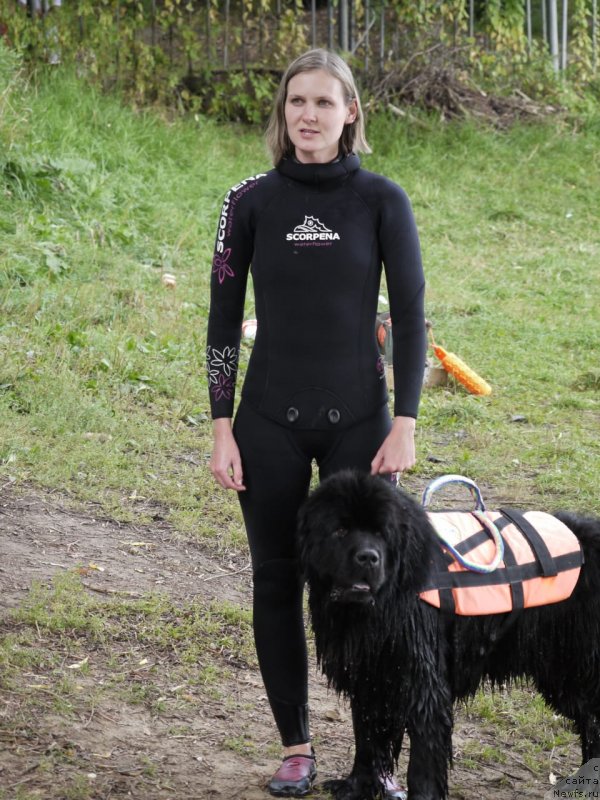 Фото: ньюфаундленд Richchi s Berega Dona (Риччи с Берега Дона), Anastasiya Kireeva (Анастасия Киреева)