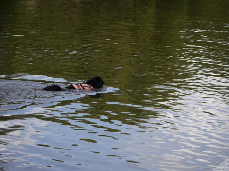 Фотография № 247430