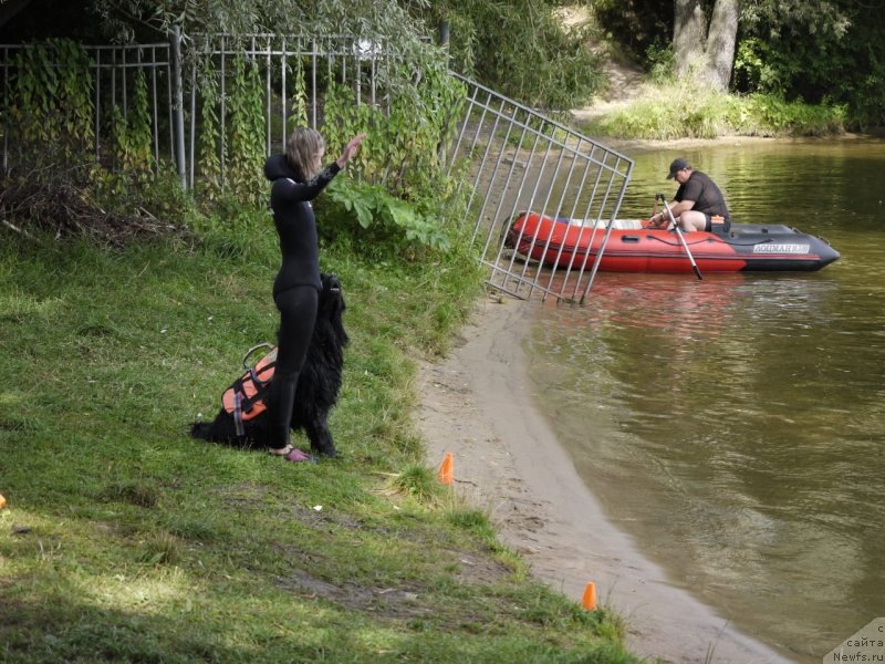 Фото: ньюфаундленд Richchi s Berega Dona (Риччи с Берега Дона), Anastasiya Kireeva (Анастасия Киреева)