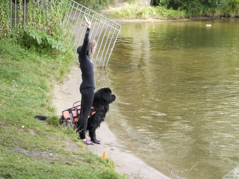 Фото: ньюфаундленд Richchi s Berega Dona (Риччи с Берега Дона), Anastasiya Kireeva (Анастасия Киреева)