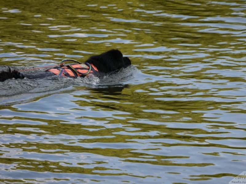 Фото: ньюфаундленд Richchi s Berega Dona (Риччи с Берега Дона)