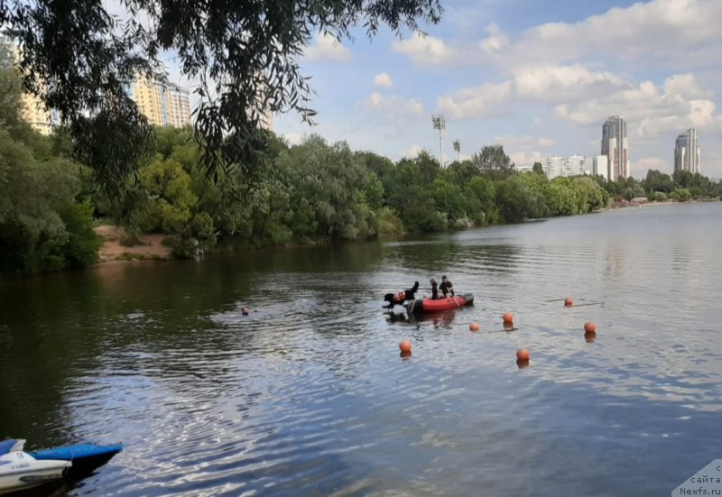 Фото: ньюфаундленд Richchi s Berega Dona (Риччи с Берега Дона)