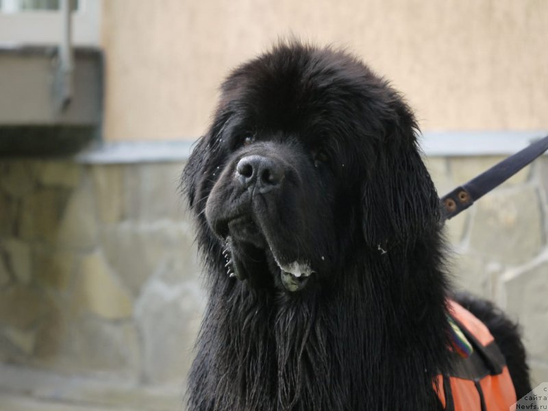 Фото: ньюфаундленд Richchi s Berega Dona (Риччи с Берега Дона)