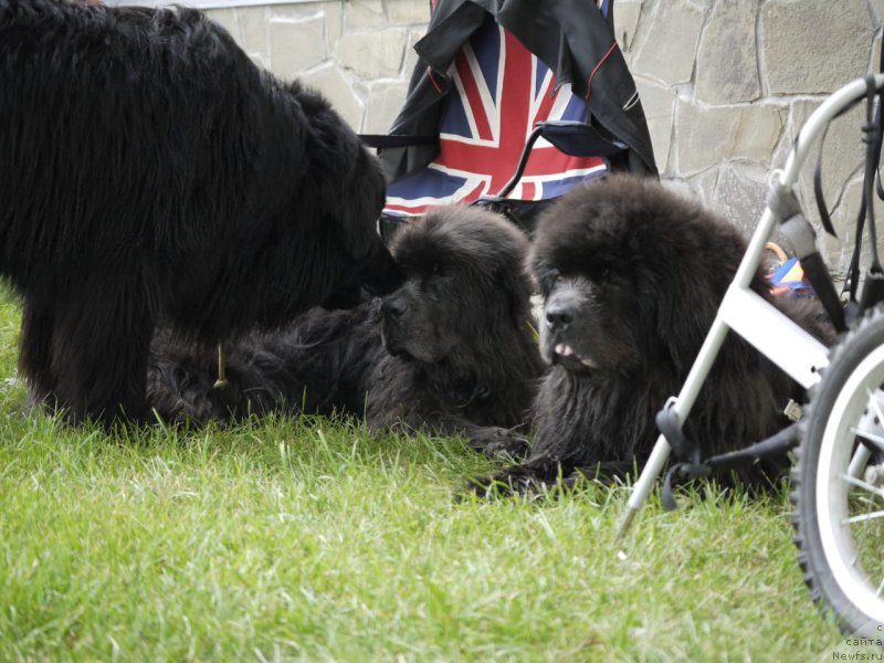 Фотография № 247440